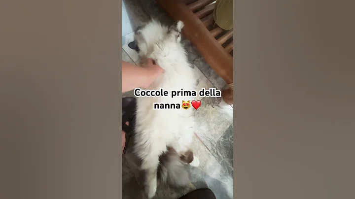 Watch the video about Kenyan Ragdoll Cat Purring❤️ #relaxingmusic #cat #song #music #newmusic #animals #nature #catlovers