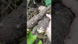 Download Lagu harvest talas or taro in the garden #nature #durianrider #garden #potatochiprock #taro MP3