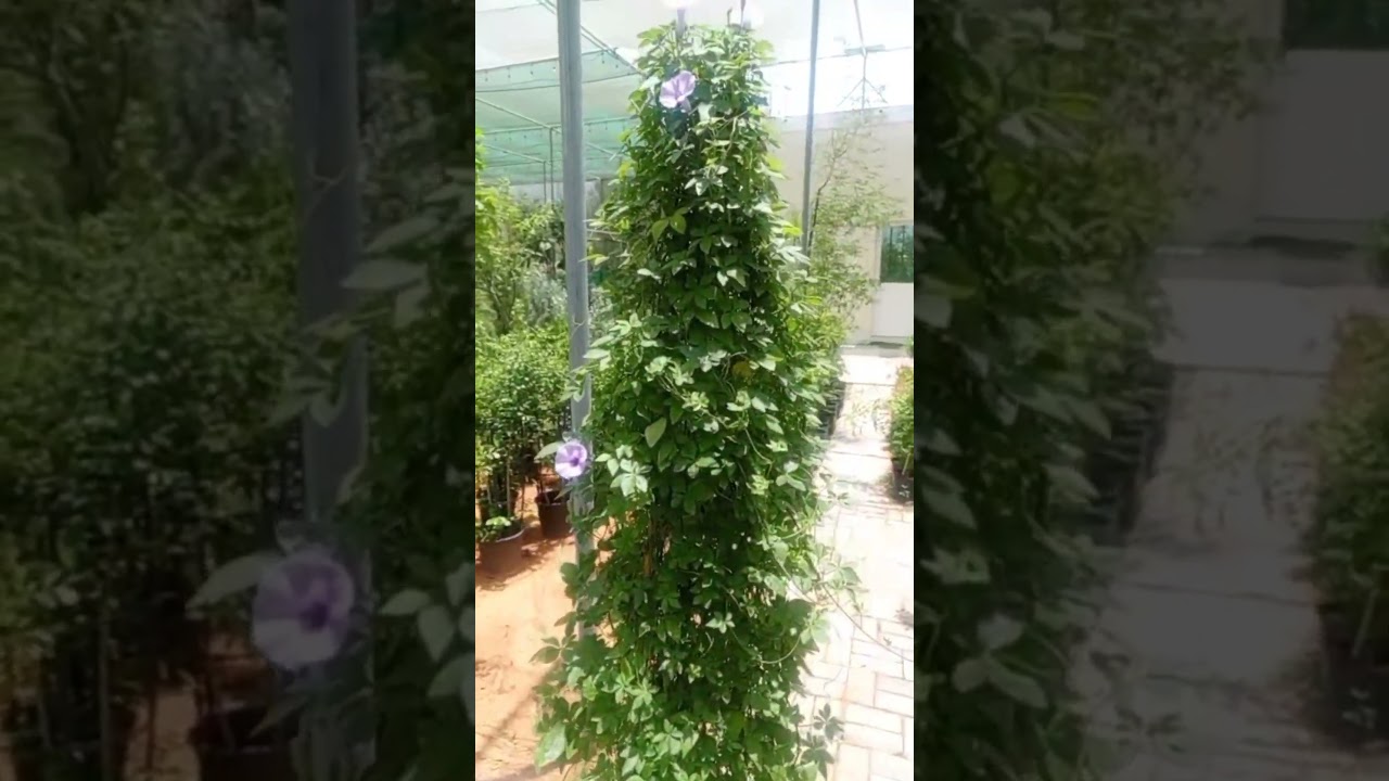 Ipomoea 🌸 Fast-growing creeper with vibrant blooms!