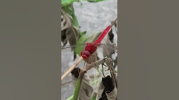 I Love you, con chuồn chuồn màu đỏ, red tomboy