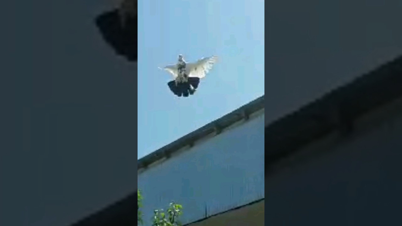 Roller pigeon 😋😋😋😋😋😋