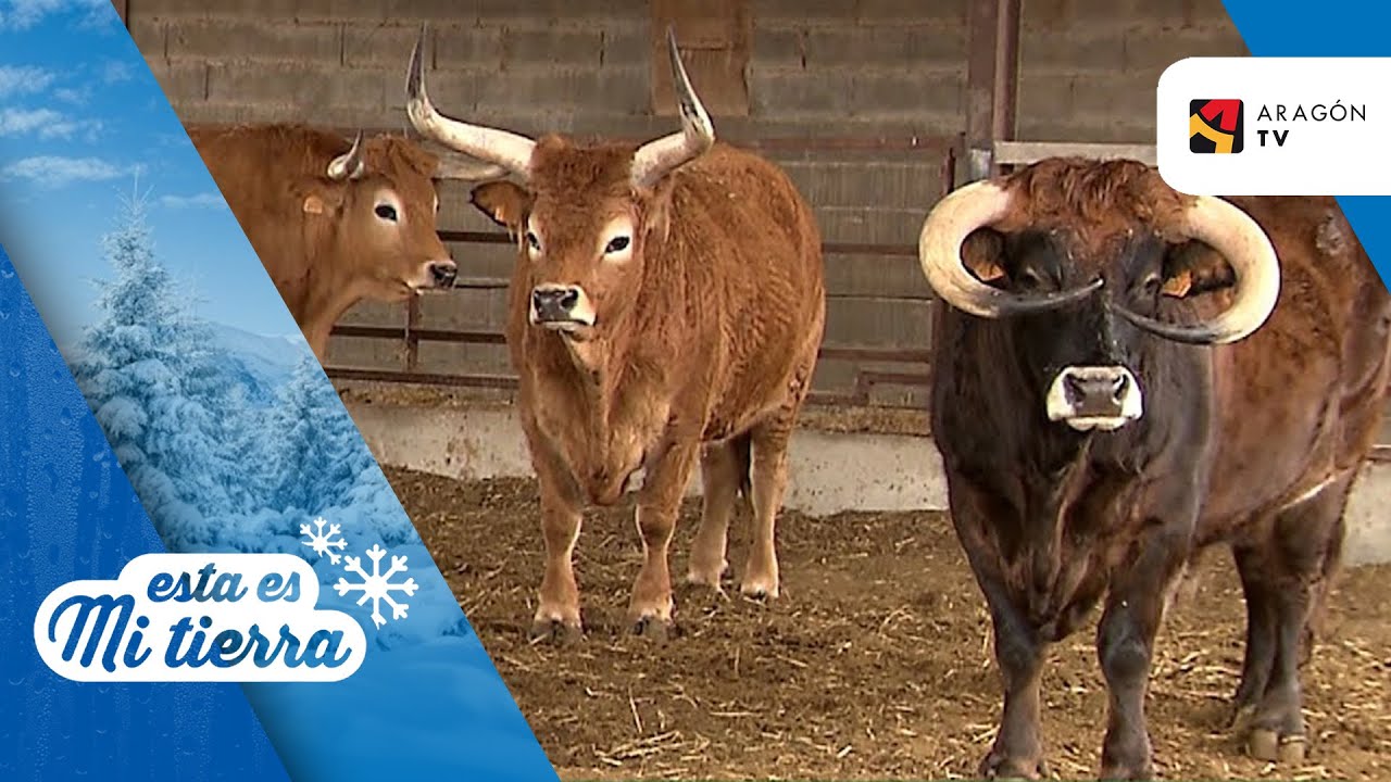 Bueyes de 14 razas diferentes