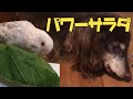 【犬と鳥】インコと犬が野菜の盛り合わせパワーサラダを仲良く食べます【もっぷらんど】Dog and bird