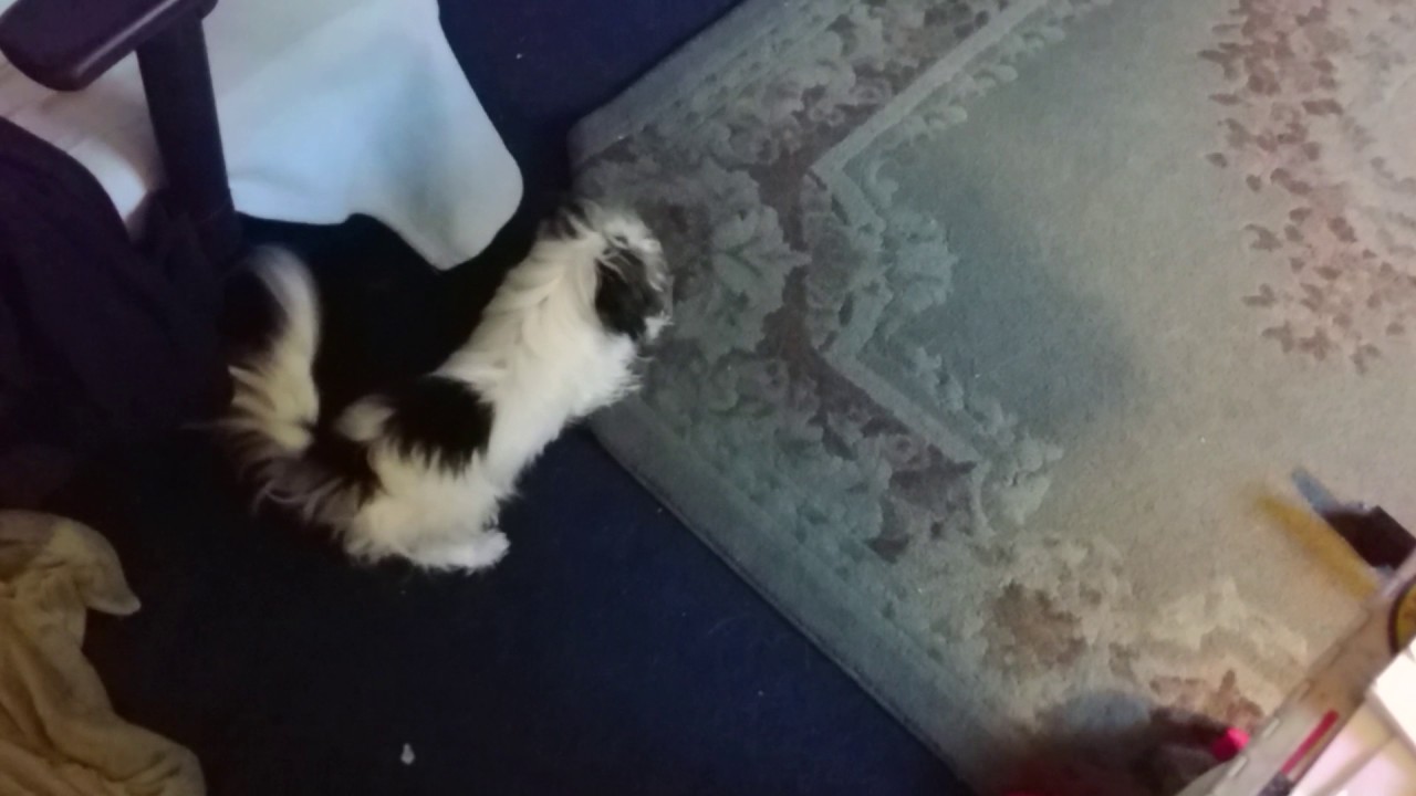 Dog Playing With Cat Toy. YouTube