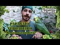 Papagaio - verdadeiro - " Amazona aestiva " - Momento Natureza