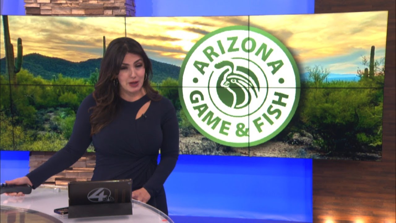 az-game-and-fish-looking-for-skunk-after-biting-man-over-weekend-youtube