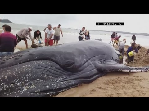 Crowds pull together to save beached whale in Brazil