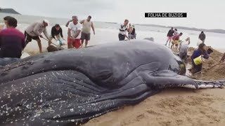 A humpback whale fights for it's life after beaching itself as people
attempt to get it back the ocean. report by charlotte brehaut.