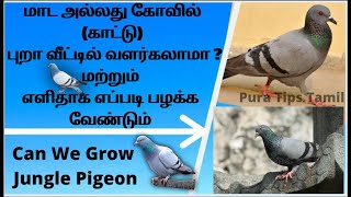 மாட (கோவில்) புறா வீட்டில் வளர்கலாமா ?எப்படி பழக்க வேண்டும்||Can we Grow Jungle Pigeon ||  Pura tips