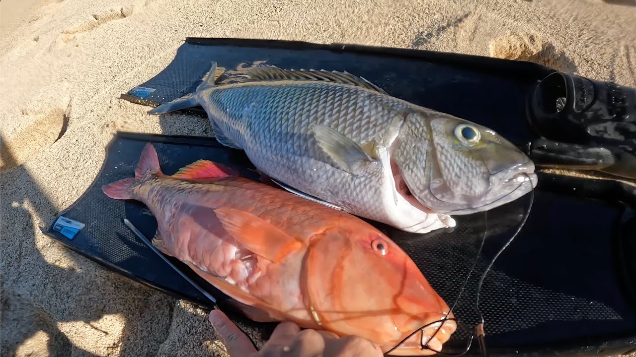 Hawaii Spearfishing Deep Reef For Uku And Moana Kali