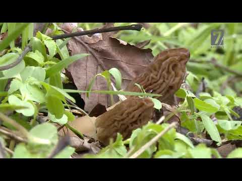 Video: Козу-карынга толтурулган чочконун сабы