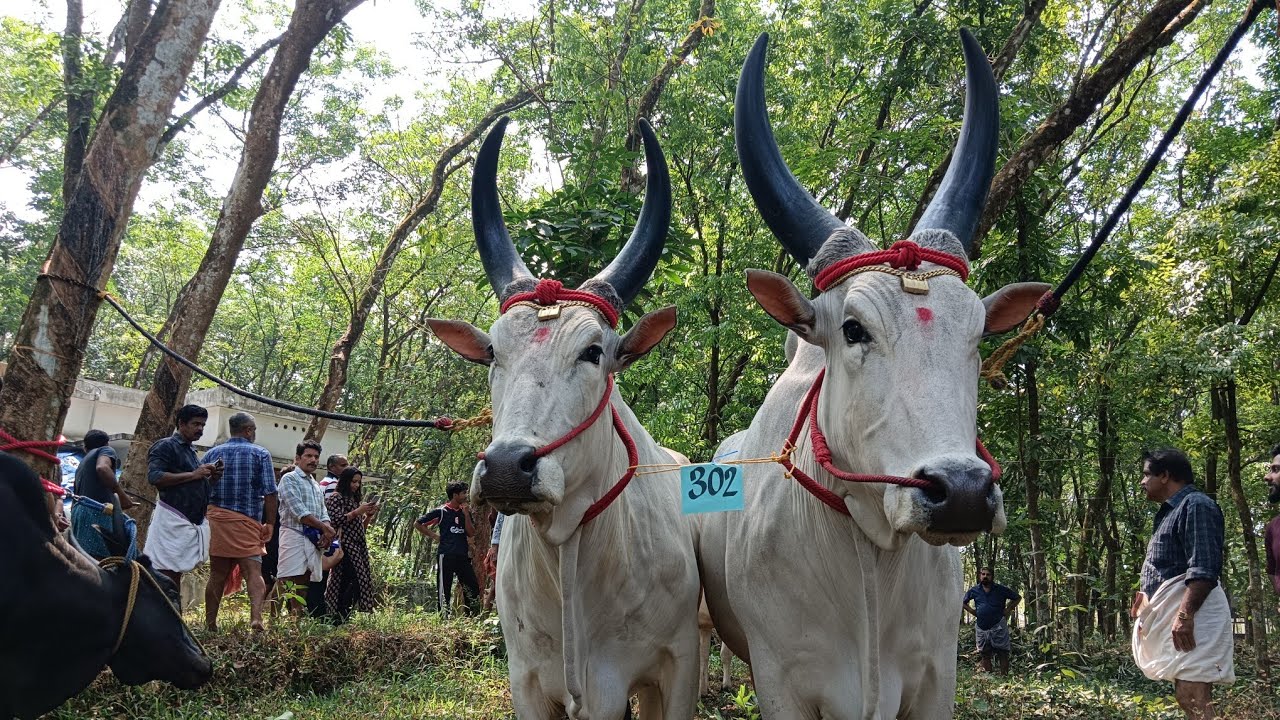 കേരളത്തിലെ NO-1 കാളകൾ കാക്കൂരിൽ l Kakkoor Kalavayal 2026