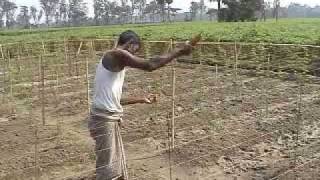 Commercial cultivation of bitter gourd