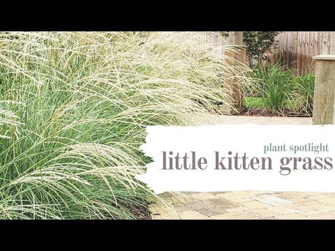 What is Little Kitten Grass? | Catherine Arensberg