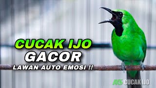 Download Lagu AWAS NYAUT ! CUCAK IJO GACOR COCOK UNTUK DONGKRAK EMOSI IJO DEWASA AGAR CEPAT JAMTROK NEMBAK ISIAN MP3 Download Lagu AWAS NYAUT ! CUCAK IJO GACOR COCOK UNTUK DONGKRAK EMOSI IJO DEWASA AGAR CEPAT JAMTROK NEMBAK ISIAN MP3