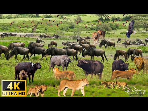 4K African Animals: Ultimate Wild Animals Collection Of Chobe National Park With Real Sounds in 4K