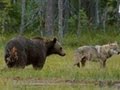 Viking wilderness  wolves and bears clash