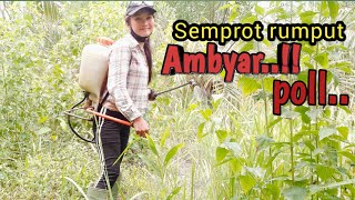 Kebun kelapa sawit Kalimantan tengah || wanita ambyar semprot rumput sendirian dikebun sawit