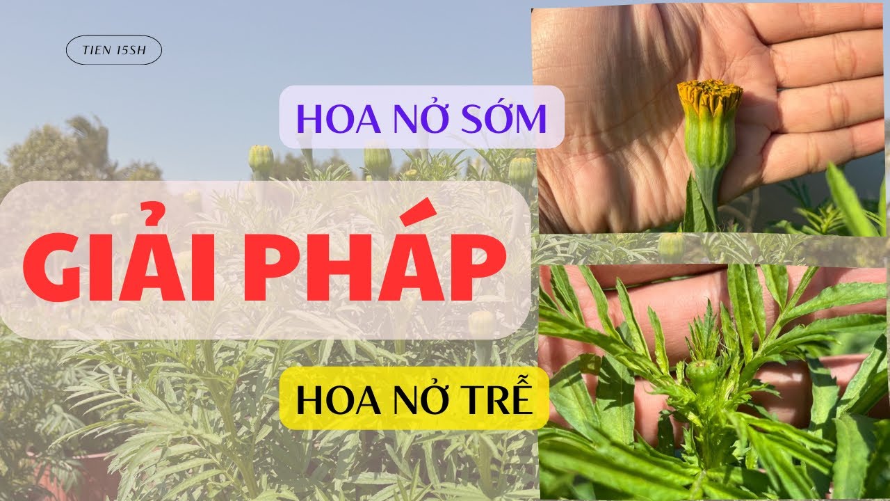 CÁCH XỬ LÝ CHO VẠN THỌ CÓ NỤ SỚM - TRỄ | TẬP 10 - TẾT 2025
