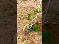 unique tool for cleaning grass quickly #shorts