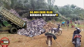 60000 Ular Telah di Tangkap di Pemukiman!! Warga Sampai Tak Bisa Tidur Nyenyak...