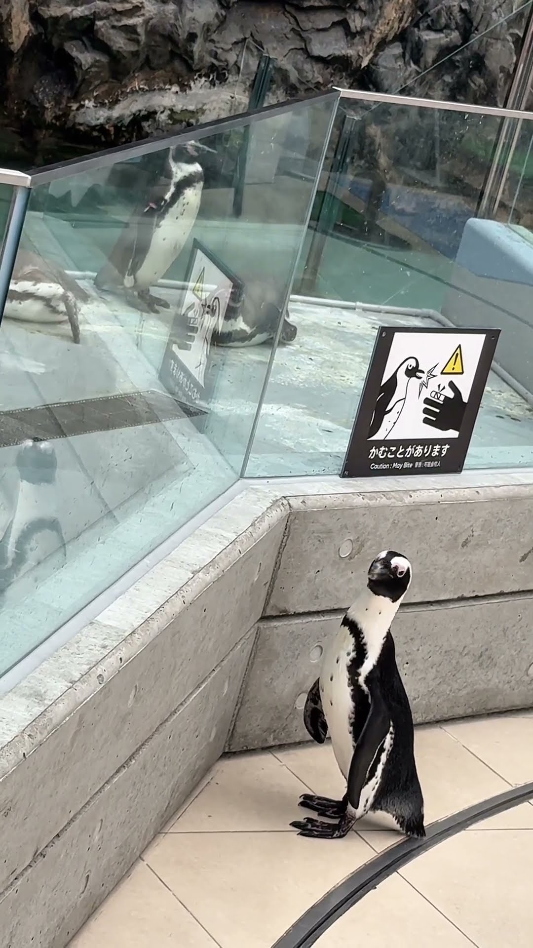 フンボルトペンギンに興味津々なケープペンギン #アドベンチャー