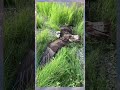 この鳥の名前なんですか? #shorts