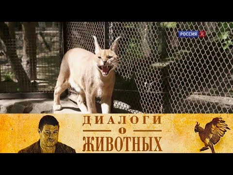 Новосибирский зоопарк. Серия 14 // Диалоги о животных  @SMOTRIM_KULTURA  ​