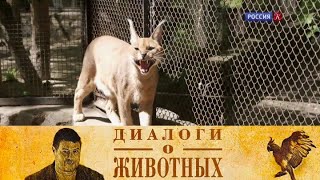 Новосибирский зоопарк. Серия 14 // Диалоги о животных  @SMOTRIM_KULTURA  ​