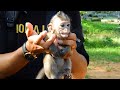 It's Breaking Heart..!! A Young Man Abandoned A Pet Baby Monkey Into Wild Troop, How Can He Survive?