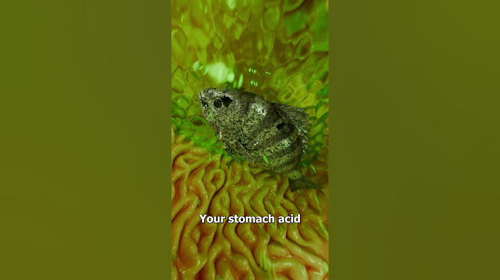 What If You Swallow A Live Fish? 🤔