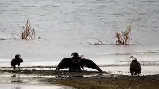 Mississippi River Flyway Cam. Stealing a meal - explore.org 11-01-2021