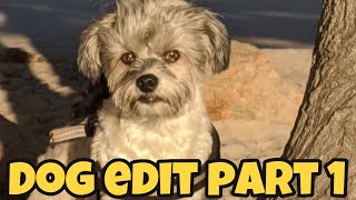 CUTE DOG EDIT (PART 1)