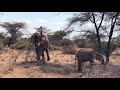 Elephants Feed Off Broken Acacia Trees In Samburu National Reserve Amidst Drought Elephants Feed Off Broken Acacia Trees In Samburu National Reserve Amidst Drought
