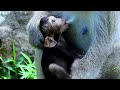 Lovely newborn monkey look mother by eyes contact very good relationship from heart nursing.