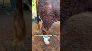 Penampakan pedet mahal 150juta #sapi