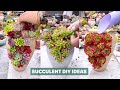 Beautiful succulent DIY ideas | 多肉植物 | 다육이들 | Suculentas