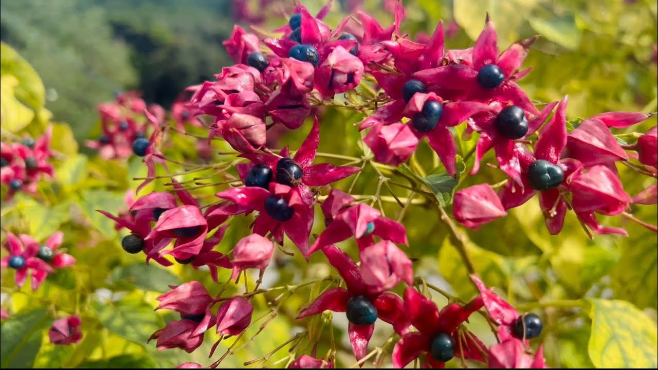 臭木染め - YouTube