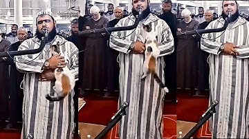 الامام والقط قطة تصعد على كتف امام 🕋القطة الجزائرية🕋القارئ والقطة 🕋القطه والامام الجزائري 🕋😭