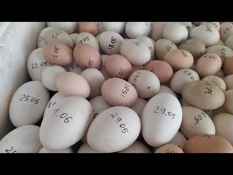 Руководство по инкубации яиц