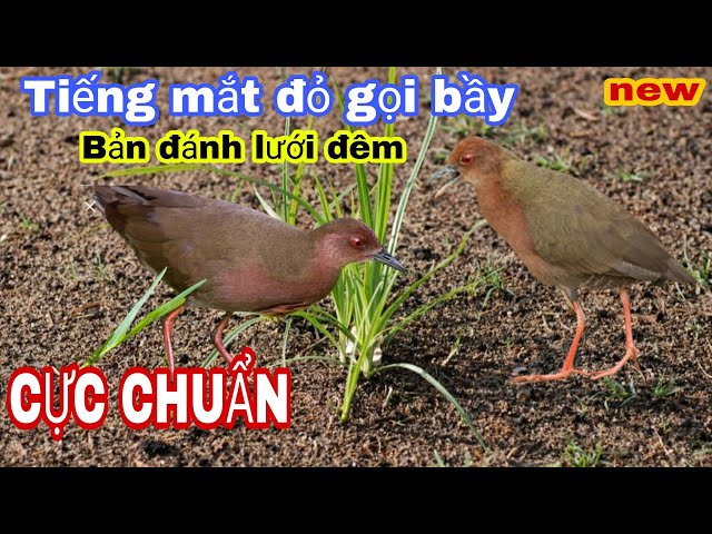 Tiếng chim ốc cao gọi bầy (tí nị,mắt đỏ)bản đánh lưới đêm class=