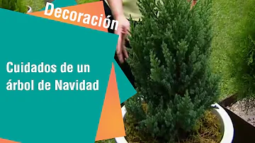 ¿Hay que regar un árbol de Navidad?