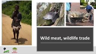 IEU Virtual Talk: Wildmeat, health, climate and environment - why balance matters with Robert Nasi