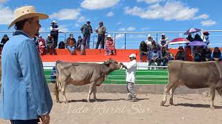 "EXPO FEAGRO AZANGARO 2022" VACUNOS PPC Y TOROS PDP BROWN SWISS. JURADO GUSTAVO FRANZEN Z.  12/08/22