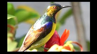 Brown throated Sunbird Calling screenshot 1