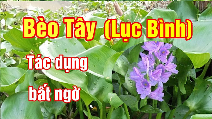 Cây bèo tây có kích thước như thế nào