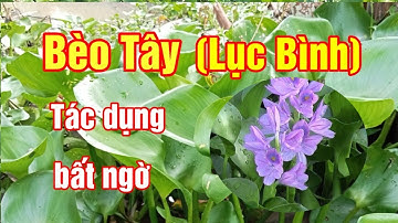 Hoa Lục Bình (Bèo Tây) và những công dụng bất ngờ |Cách chữa bệnh thận |Hằng Lê HG85