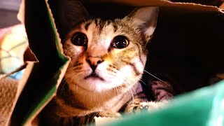 3 cats + 2 paper bags  🐈‍⬛ Cat Vlog #47 by Kristofur 100 views 2 months ago 2 minutes, 10 seconds