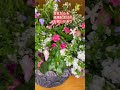結婚記念日 記念に寄せ植えを作りました。