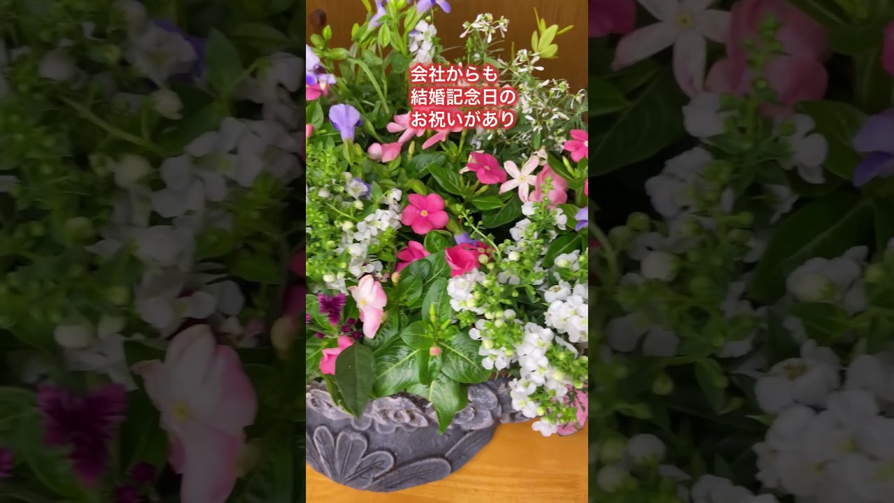 結婚記念日 記念に寄せ植えを作りました。